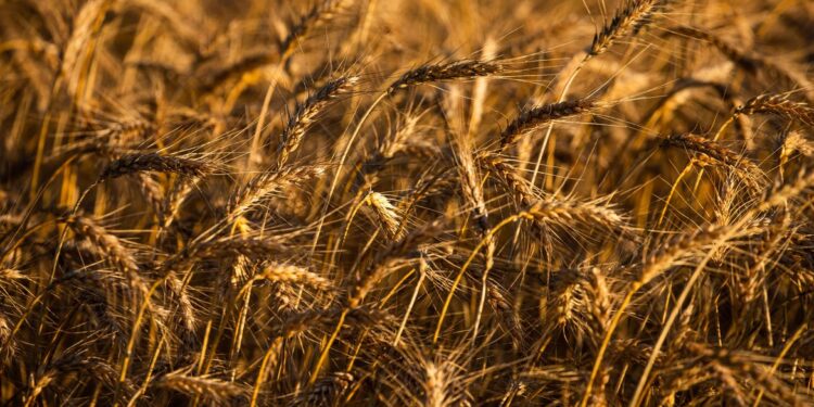 Colheita de trigo, colheita de grãos