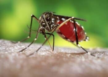 dengue prevencao diagnostico e tratamento scaled