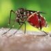 dengue prevencao diagnostico e tratamento scaled