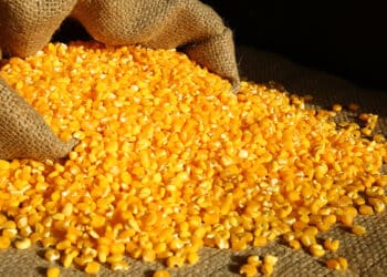 10 curiosidades sobre o milho