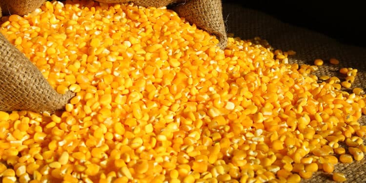 10 curiosidades sobre o milho