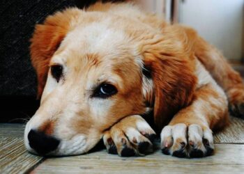 sinais cachorros com dor