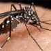 brasil tem reducao de casos de dengue