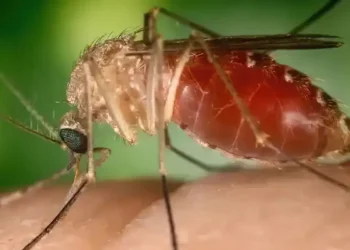 mosquito maruim