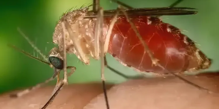 mosquito maruim